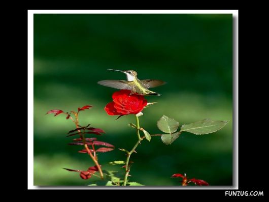 Beautiful Gardens In Full Bloom