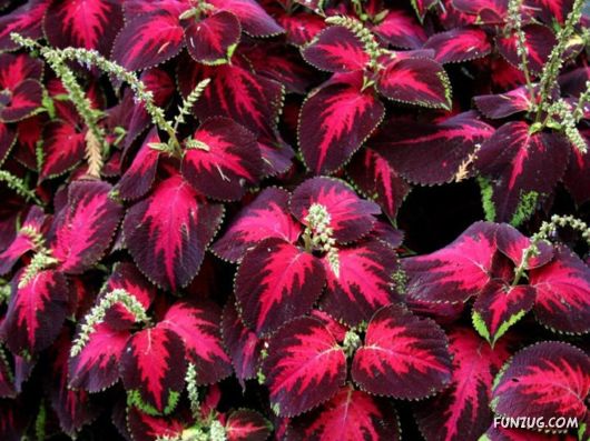 Beautiful Gardens In Full Bloom