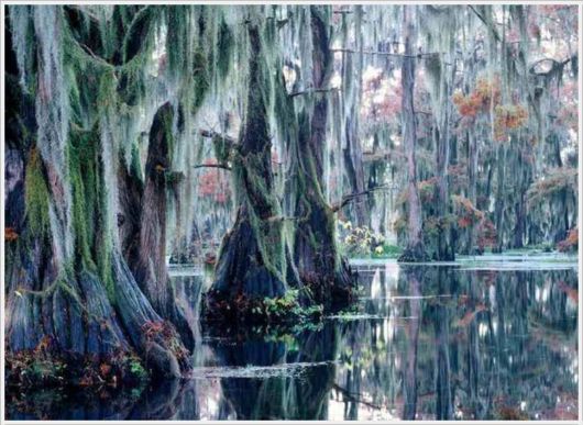 Incredible Artistic Cypress Caddo Lake