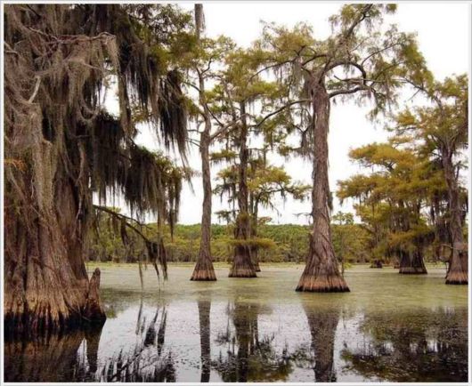 Incredible Artistic Cypress Caddo Lake