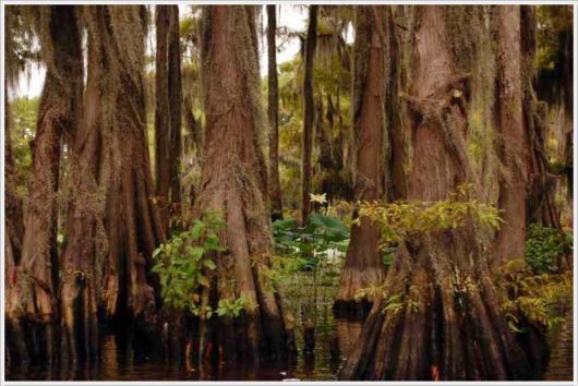Incredible Artistic Cypress Caddo Lake