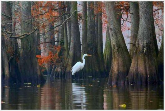Incredible Artistic Cypress Caddo Lake