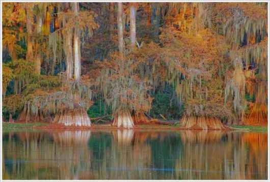 Incredible Artistic Cypress Caddo Lake