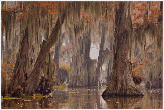 Incredible Artistic Cypress Caddo Lake