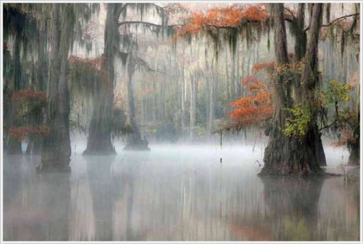 Incredible Artistic Cypress Caddo Lake
