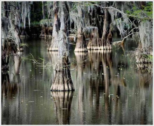 Incredible Artistic Cypress Caddo Lake