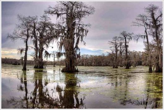 Incredible Artistic Cypress Caddo Lake