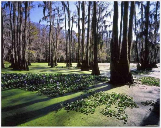 Incredible Artistic Cypress Caddo Lake