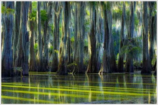 Incredible Artistic Cypress Caddo Lake