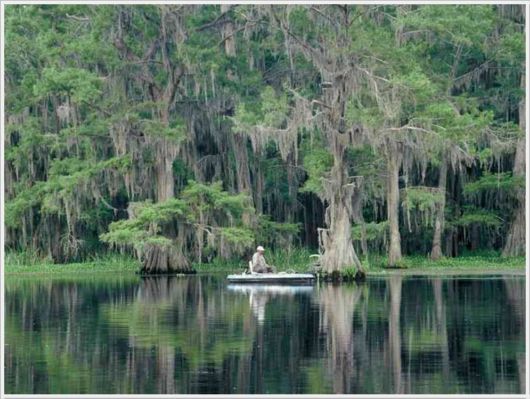 Incredible Artistic Cypress Caddo Lake
