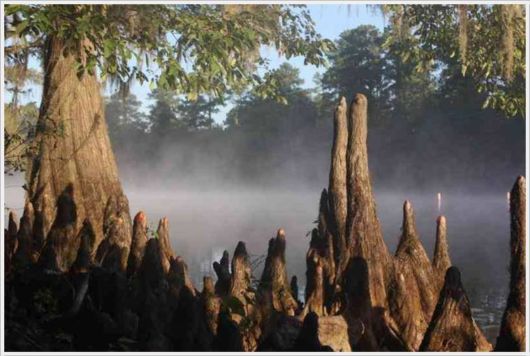 Incredible Artistic Cypress Caddo Lake