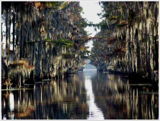 Incredible Artistic Cypress Caddo Lake