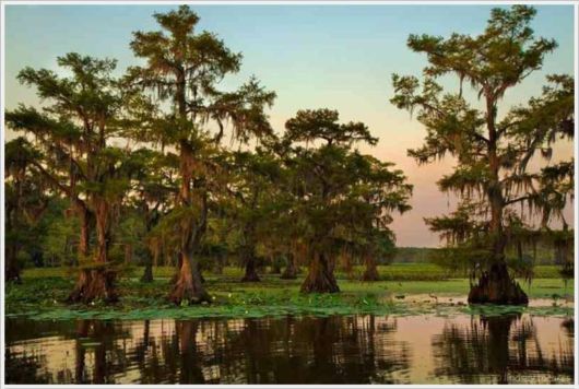 Incredible Artistic Cypress Caddo Lake