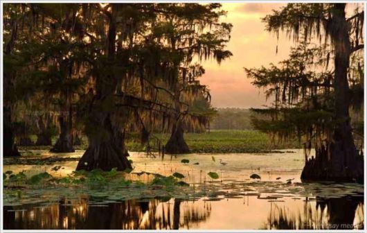 Incredible Artistic Cypress Caddo Lake