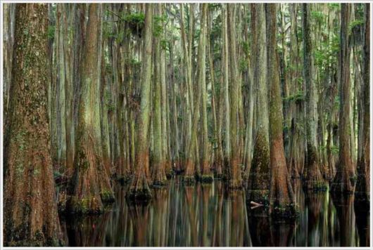 Incredible Artistic Cypress Caddo Lake