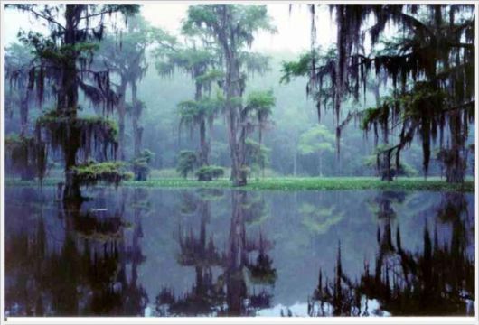 Incredible Artistic Cypress Caddo Lake
