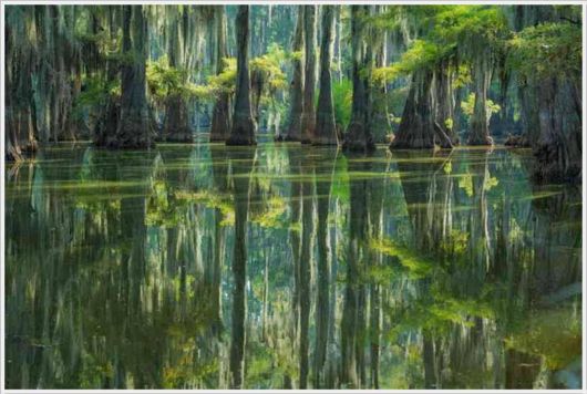 Incredible Artistic Cypress Caddo Lake