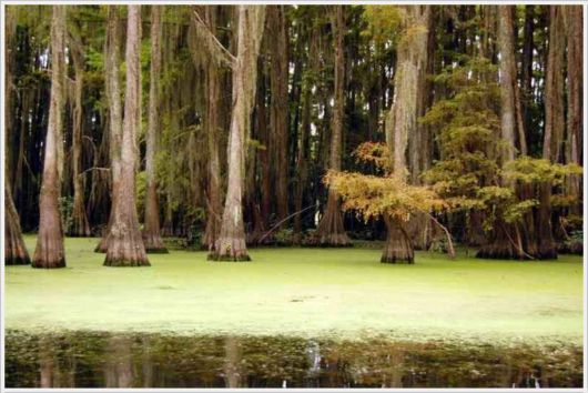 Incredible Artistic Cypress Caddo Lake