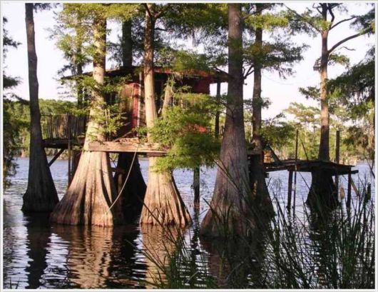 Incredible Artistic Cypress Caddo Lake