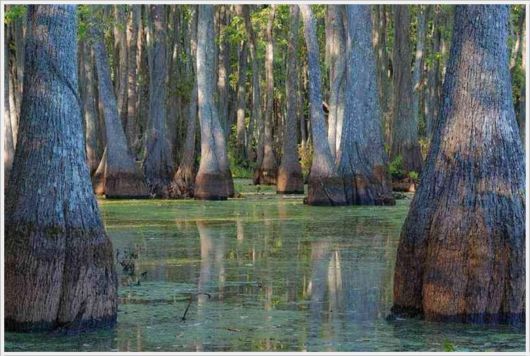 Incredible Artistic Cypress Caddo Lake