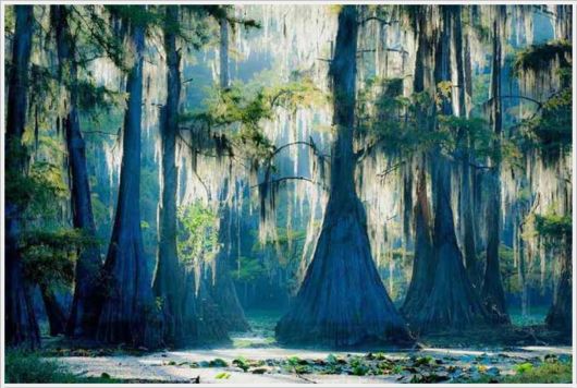 Incredible Artistic Cypress Caddo Lake