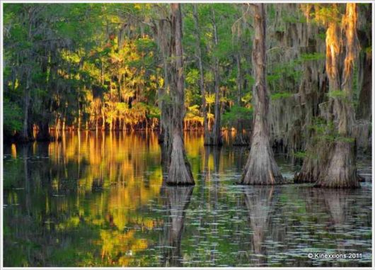 Incredible Artistic Cypress Caddo Lake