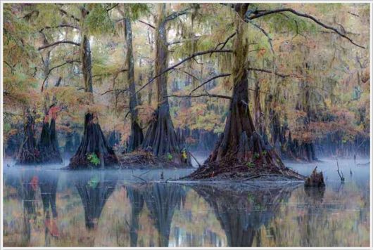 Incredible Artistic Cypress Caddo Lake