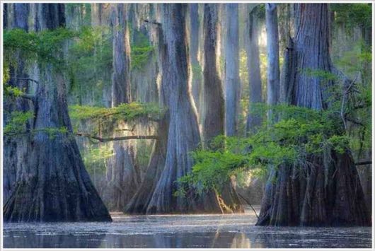 Incredible Artistic Cypress Caddo Lake