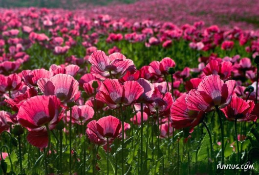 Beautiful Gifts By Nature