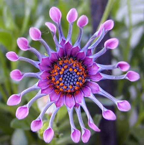 Rare Flowers - Orchid, Tunicate and More