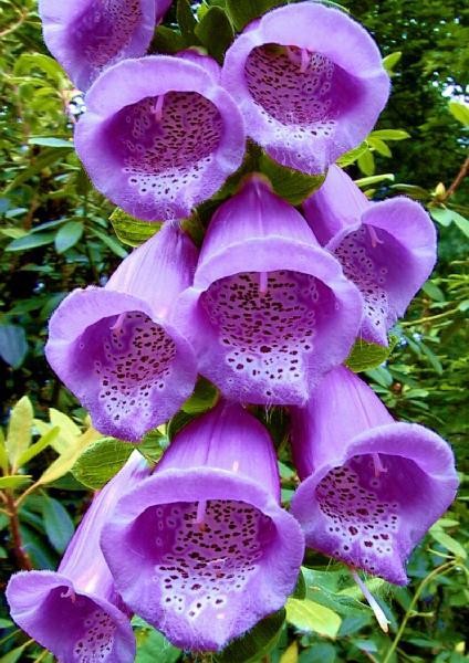 Rare Flowers - Orchid, Tunicate and More
