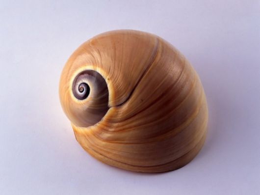 Seashells you have Never Seen Before