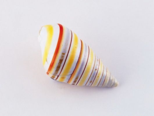 Seashells you have Never Seen Before