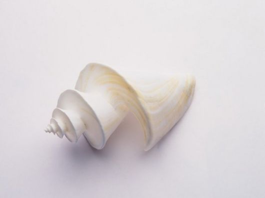 Seashells you have Never Seen Before
