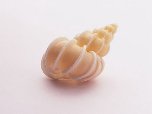 Seashells you have Never Seen Before