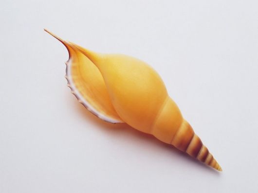Seashells you have Never Seen Before