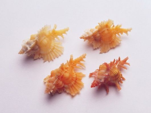 Seashells you have Never Seen Before