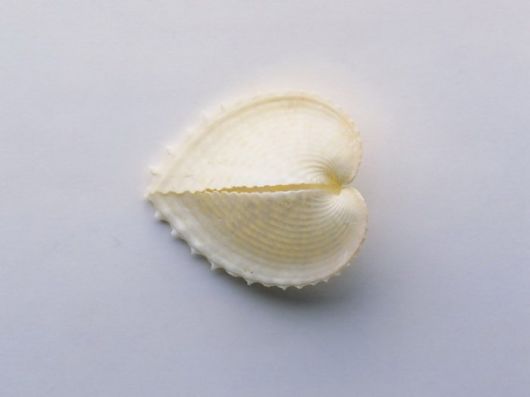 Seashells you have Never Seen Before