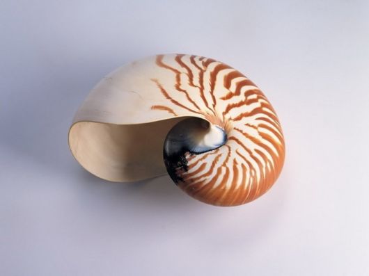 Seashells you have Never Seen Before