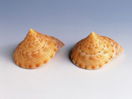 Seashells you have Never Seen Before