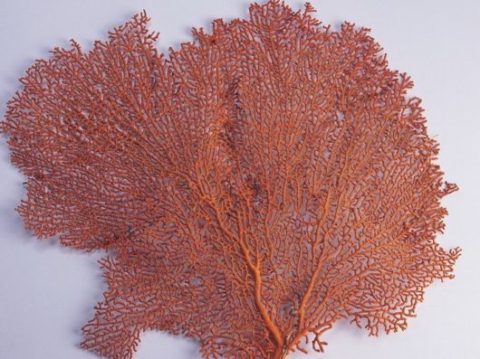 Seashells you have Never Seen Before