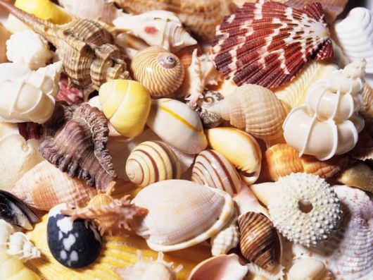 Seashells you have Never Seen Before