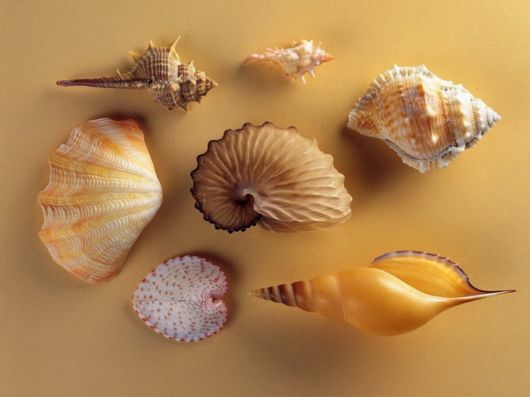 Seashells you have Never Seen Before