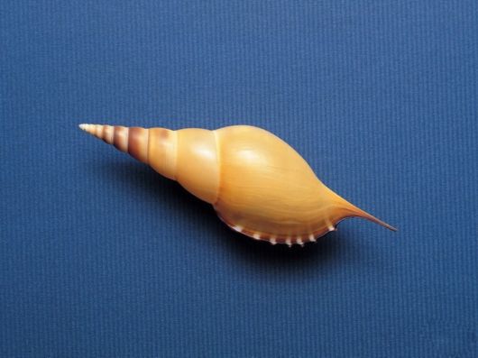 Seashells you have Never Seen Before