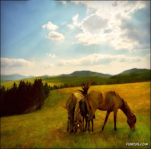 Spirits Of The Nature