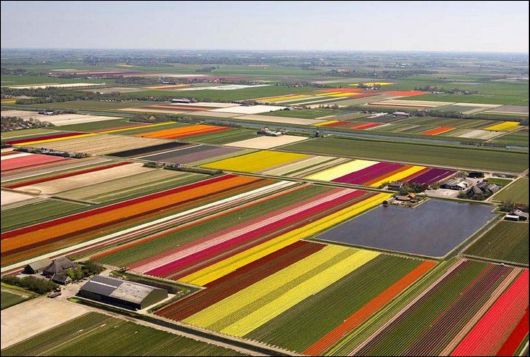 Tulip Fields in Netherlands (Holland)