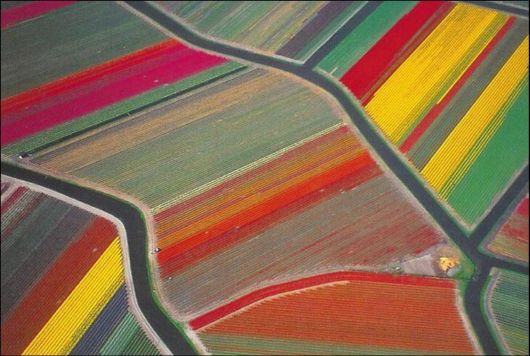 Tulip Fields in Netherlands (Holland)