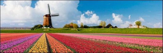 Tulip Fields in Netherlands (Holland)