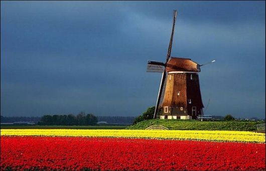 Tulip Fields in Netherlands (Holland)