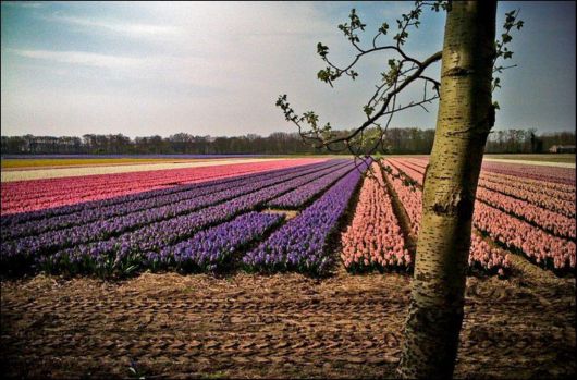 Tulip Fields in Netherlands (Holland)